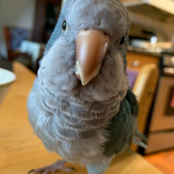 Meet your Posher, Tara - Picture 3 of 10